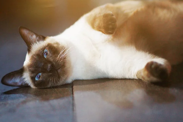 Gato Siamês Bonito Desfrutar Dormir Chão Madeira Casa — Fotografia de Stock