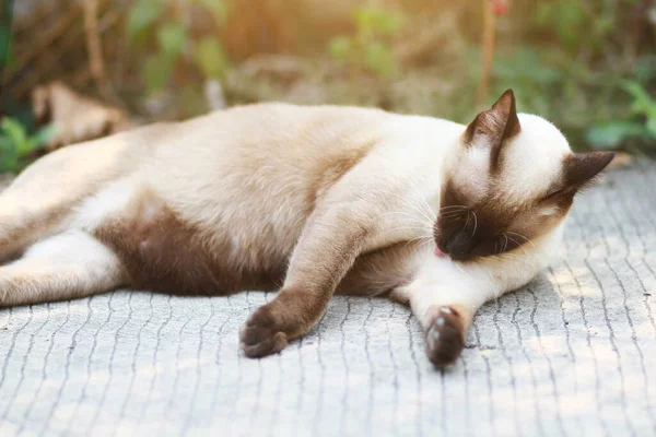 Cute Siamese Cat Enjoy Sleep Concrete Floor Natural Garden — Stock Photo, Image