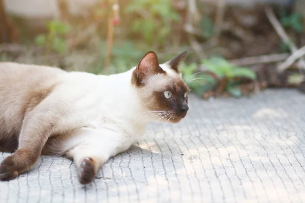 Gato Siamês Bonito Desfrutar Dormir Chão Concreto Com Natural Jardim — Fotografia de Stock