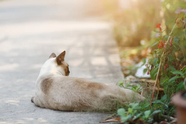Cute Kot Syjamski Cieszyć Się Spać Betonowej Podłodze Naturalnych Ogrodzie — Zdjęcie stockowe