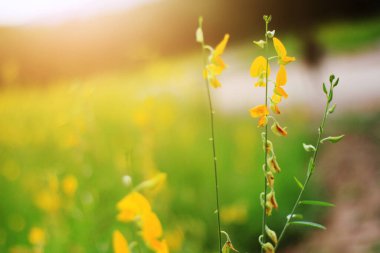 Güzel sarı güneş keneviri çiçekleri ya da Tayland 'daki dağın güzel güneş ışığı altındaki Crotalaria orman çiftliği. Bir tür baklagil türü..