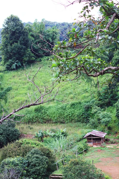 Village Tribu Hill Plantation Thé Dans Forêt Tropicale Sur Montagne — Photo