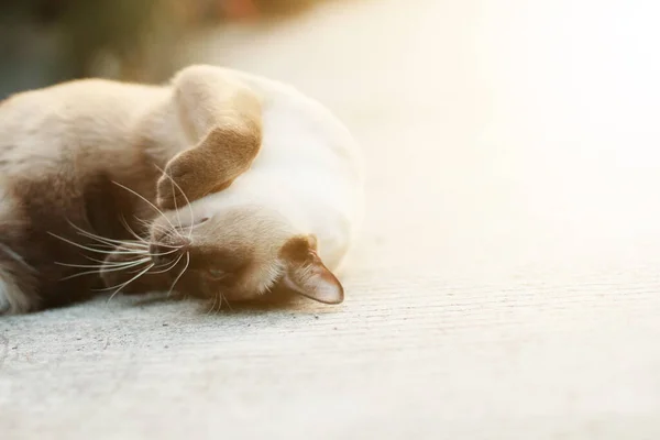 Χαριτωμένο Σιαμαία Γάτα Απολαύσετε Και Κοιμηθεί Τσιμεντένιο Πάτωμα Φυσικό Στον — Φωτογραφία Αρχείου