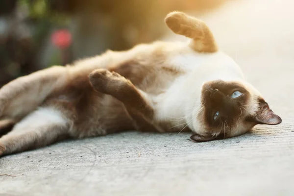 Cute Siamese Cat Enjoy Sleep Concrete Floor Natural Garden — Stock Photo, Image