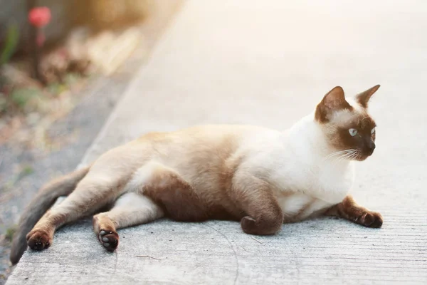 Cute Siamese Cat Enjoy Sleep Concrete Floor Natural Garden — Stock Photo, Image