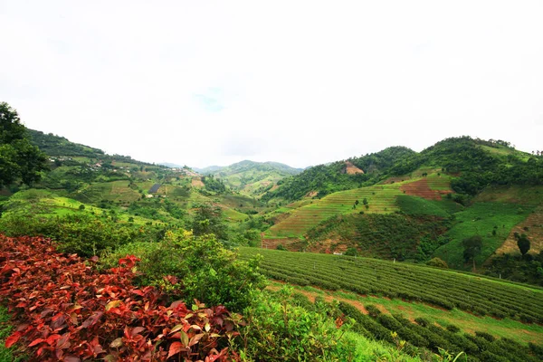 Tea Ültetvény Napfelkeltekor Hegyen Erdőben Nagyon Szép Kilátás Nyílik Chiangrai — Stock Fotó