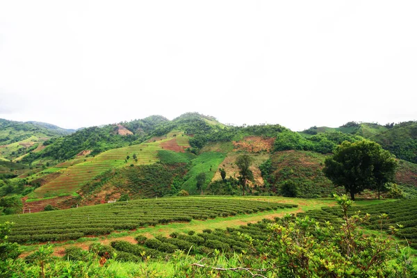 Чайная Плантация Восходе Солнца Горе Лесу Красивый Вид Провинции Чианграй — стоковое фото