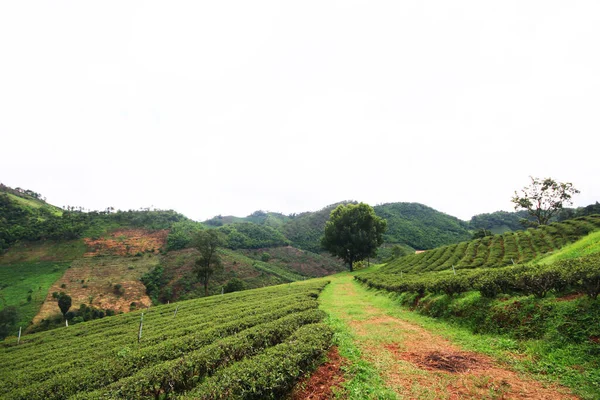 Τσάι Plantation Στην Ανατολή Του Ηλίου Στο Βουνό Και Δάσος — Φωτογραφία Αρχείου