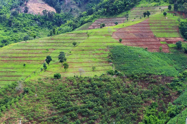Чайная Плантация Восходе Солнца Горе Лесу Красивый Вид Провинции Чианграй — стоковое фото