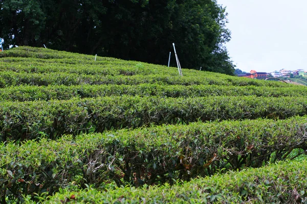 在泰国千山万水 日出时分的茶园和雨季的森林景色非常美丽 — 图库照片