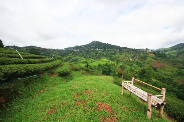 Bambusz Szék Tea Ültetvény Hegyen Erdőben Nagyon Szép Kilátás Nyílik — Stock Fotó