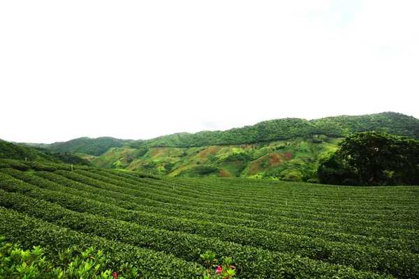 Tea Plantation Nascer Sol Montanha Floresta Estação Chuvosa Uma Vista — Fotografia de Stock