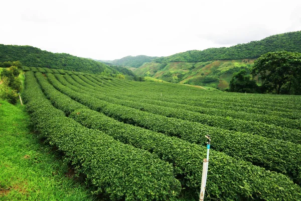 Čaj Plantation Při Východu Slunce Horách Lesích Období Dešťů Velmi — Stock fotografie