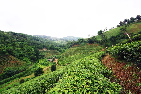 Τσάι Plantation Στην Ανατολή Του Ηλίου Στο Βουνό Και Δάσος — Φωτογραφία Αρχείου