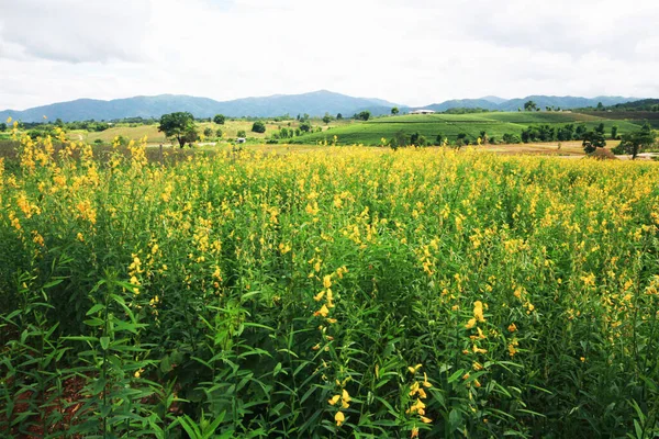 Gyönyörű Sárga Sun Kender Virágok Vagy Crotalaria Juncea Farm Hegyen — Stock Fotó