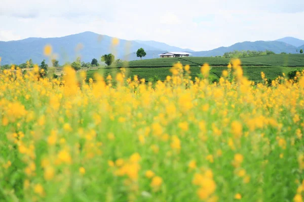 Lindas Flores Cânhamo Amarelo Sol Crotalaria Juncea Fazenda Montanha Tailândia — Fotografia de Stock