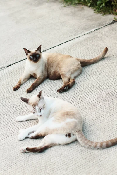 Roztomilé Siamské Kočky Užívají Sedí Betonové Podlaze Přírodní Zahradou — Stock fotografie