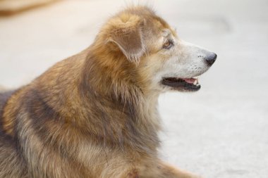 Kahverengi köpek rahatla ve bahçede otur.