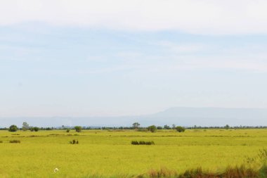 Pirinç çiftliğinin güzel doğal manzarası. Tayland 'da tarım tarlaları.
