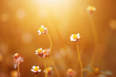 Çayırdaki doğal güneş ışığıyla güzel papatya çiçekleri.. 