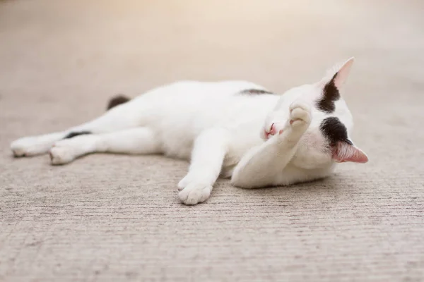 Gato Blanco Disfrutar Dormir Suelo Hormigón — Foto de Stock