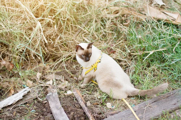 Siamese Gatto Godere Seduto Erba Con Naturale Giardino — Foto Stock