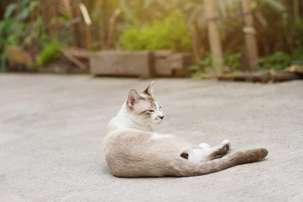 Gri Çizgili Kedi Bahçedeki Güzel Çiçeklerin Tadını Çıkar — Stok fotoğraf