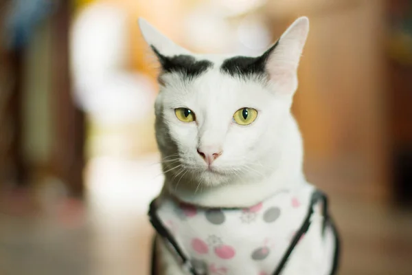 Bílá Kočka Užívá Sedí Dřevěné Podlaze — Stock fotografie
