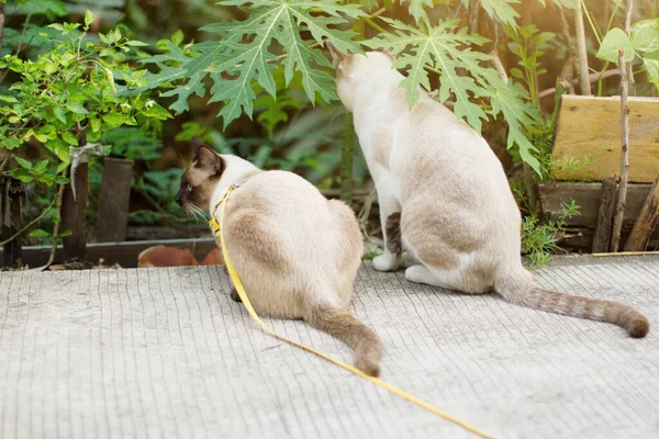 Siamés Gato Gris Rayas Gato Disfrutar Con Hermosa Flores Jardín — Foto de Stock