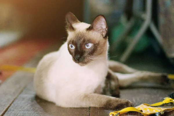 Siamesische Katze Genießt Und Sitzt Auf Holzboden Mit Natürlichem Sonnenlicht — Stockfoto
