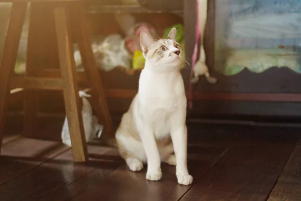 Grey Paski Kot Cieszyć Się Siedzieć Tarasie Dowcip Piękne Światło — Zdjęcie stockowe