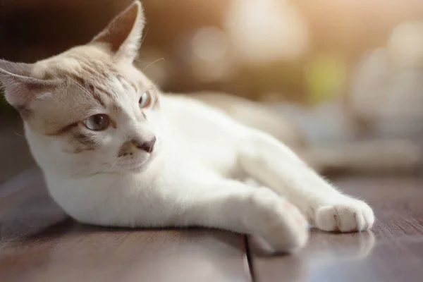 Gato Listrado Cinza Desfrutar Sentar Terraço Com Bela Luz Solar — Fotografia de Stock