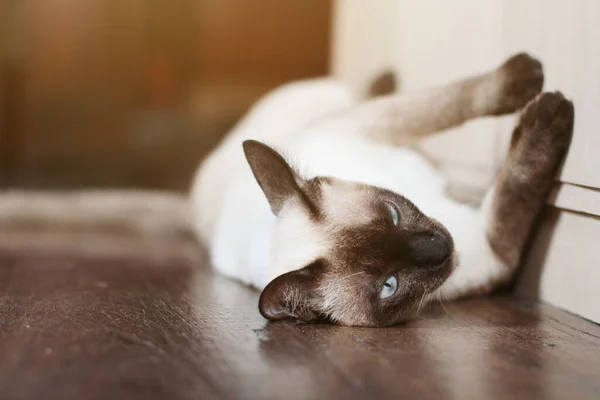 Siamesische Katze Genießen Und Entspannen Auf Holzboden Mit Natürlichem Sonnenlicht — Stockfoto