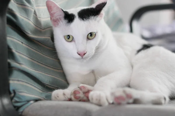 Белая Кошка Наслаждается Отдыхает Кресле — стоковое фото