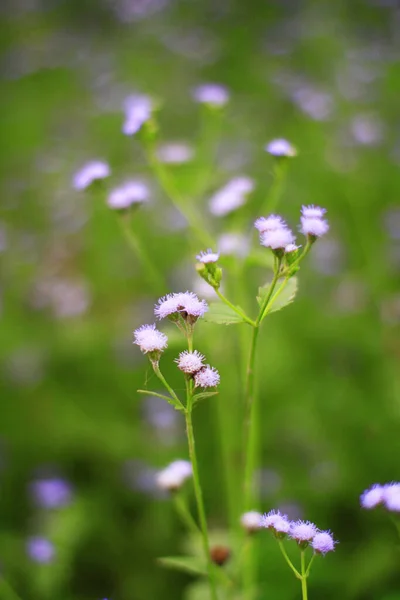 Belles Fleurs Herbe Pourpre Sauvage Dans Prairie Avec Lumière Soleil — Photo