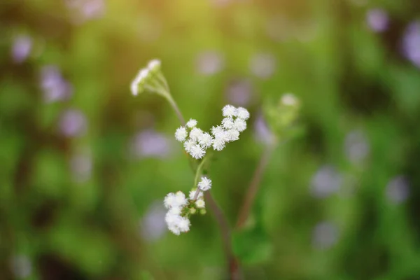 Hermosas Flores Hierba Púrpura Salvaje Prado Con Luz Del Sol — Foto de Stock