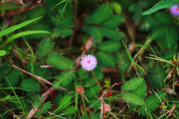 Mimosa Pudica Blommor Solljus Känslig Växt — Stockfoto