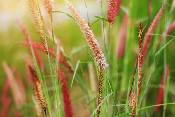 Weicher Fokus Schöne Grasblumen Natürlichem Sonnenlicht Hintergrund — Stockfoto