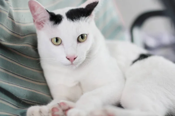 Bílá Kočka Užívat Relaxovat Křesle — Stock fotografie