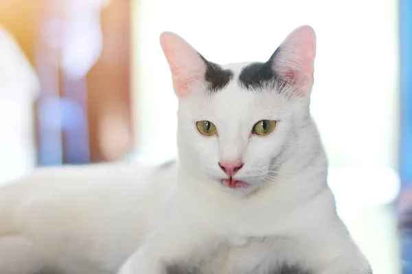 Белая Кошка Наслаждается Отдыхает Террасе — стоковое фото