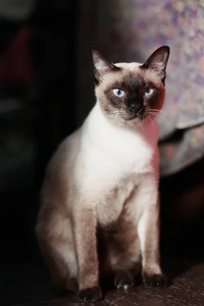 Gato Siamés Disfrutar Relajarse Terraza Con Luz Natural Del Sol — Foto de Stock