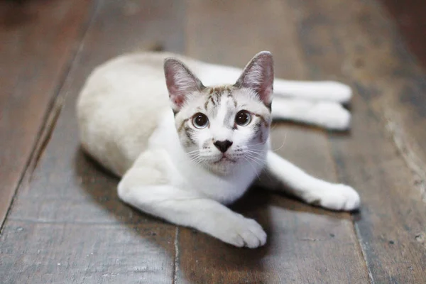 Grey Striped Cat Enjoy Relax Wooden Floor — Stock Photo, Image