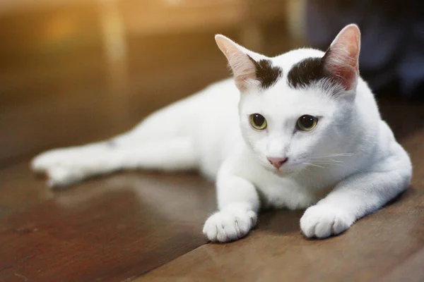 Λευκή Γάτα Απολαύσετε Και Χαλαρώσετε Ξύλινο Πάτωμα — Φωτογραφία Αρχείου