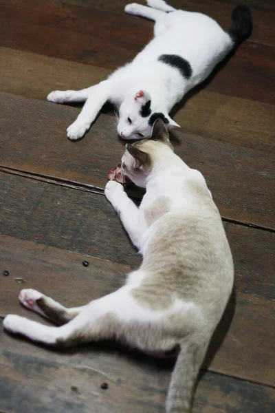 Šedé Pruhované Bílé Kočky Vychutnat Relaxovat Posteli — Stock fotografie