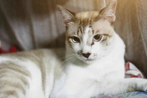 Graugestreifte Katze Genießen Und Entspannen Auf Dem Bett — Stockfoto