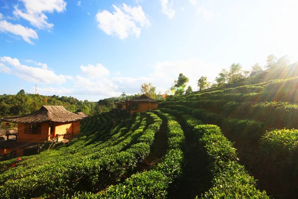 Piękny Krajobraz Plantacja Herbaty Górze Lee Ruk Thai Resort Tajlandia — Zdjęcie stockowe