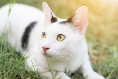 Beyaz kedi bahçedeki doğal güneş ışığıyla yeşil çimlerin üzerinde dinlenir ve eğlenir.