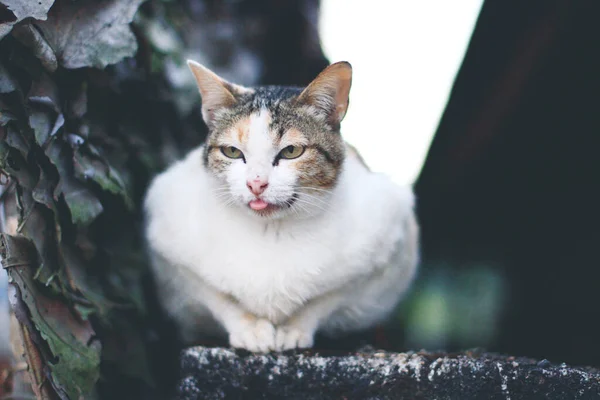 Söt Katt Njuta Och Koppla Terrassen Med Naturligt Solljus — Stockfoto