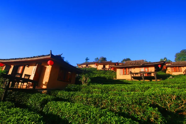 Mooi Resort Vallage Chinese Stijl Met Tea Plantation Mist Zonsopgang — Stockfoto