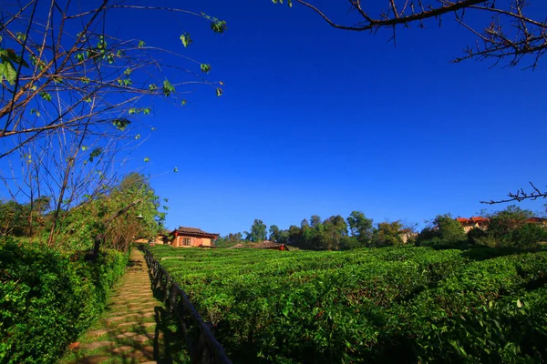 Linda Paisagem Tea Plantation Montanha Lee Wine Ruk Thai Resort — Fotografia de Stock